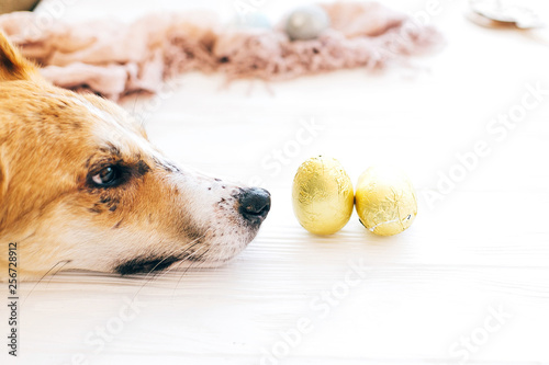 Canvas Print Cute dog lying at stylish easter chocolate eggs in golden foil on white wooden background and looking with cute eyes