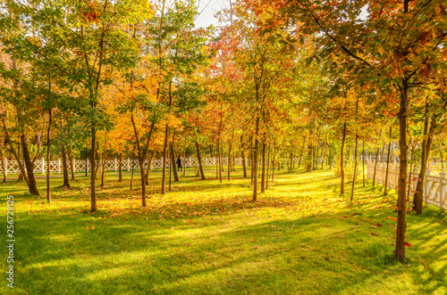 View of the autumn park with sun rays