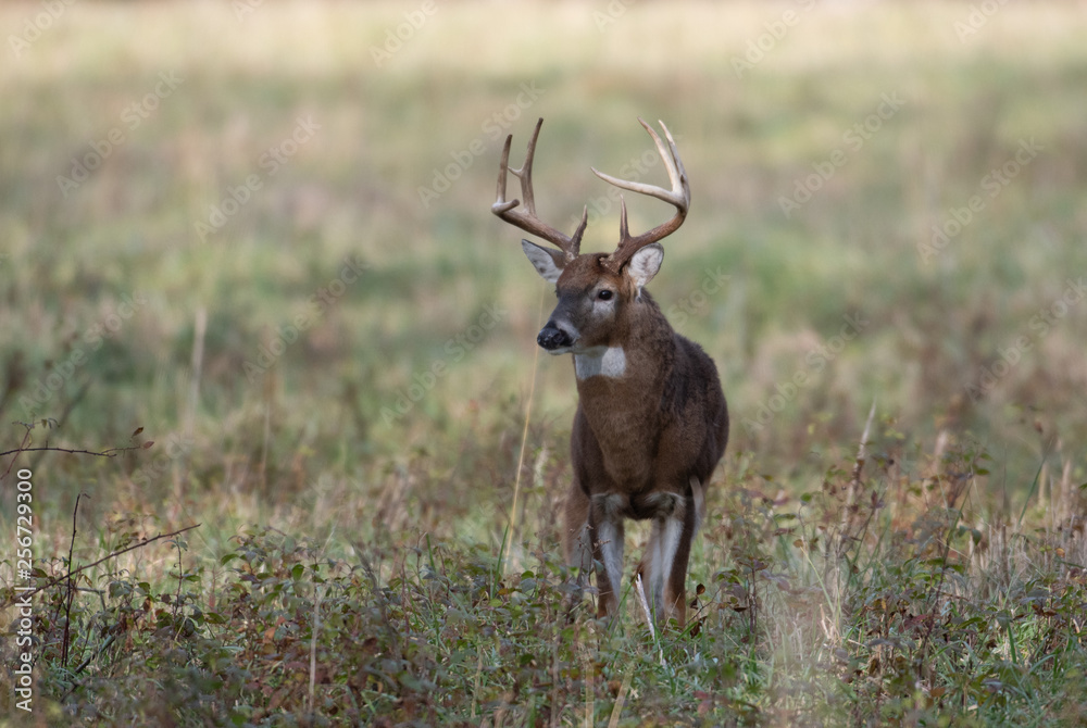 Large white-tailed deer buck in meadow Large white-tailed deer buck in meadow