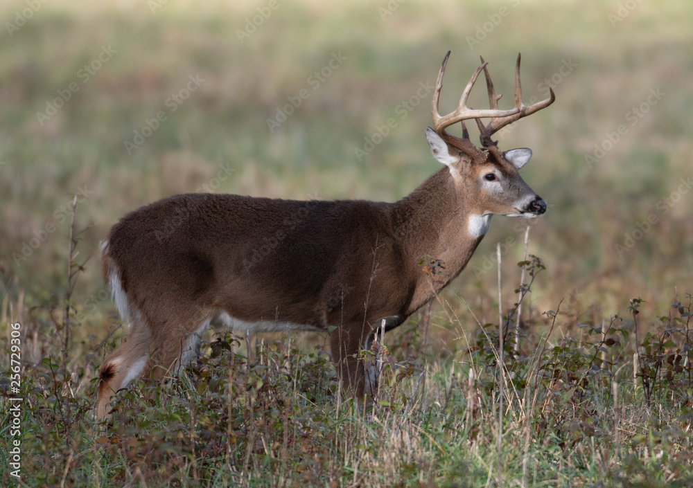 Large white-tailed deer buck in meadow