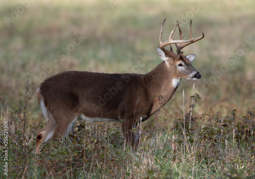 Large white-tailed deer buck in meadow