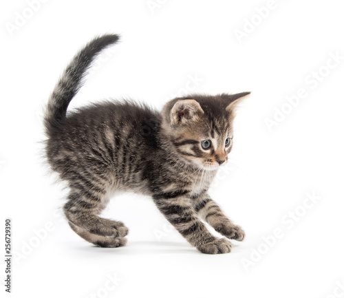 Cute tabby kitten with tail up on white