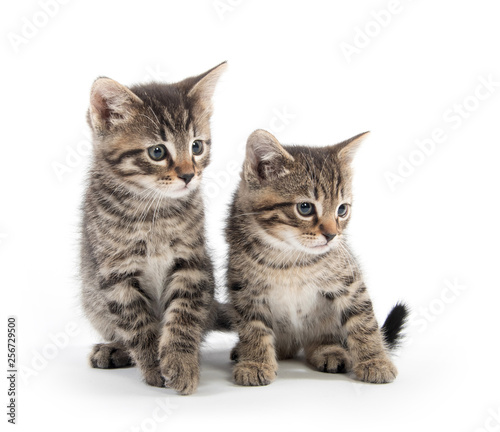 Two tabby kittens on white background