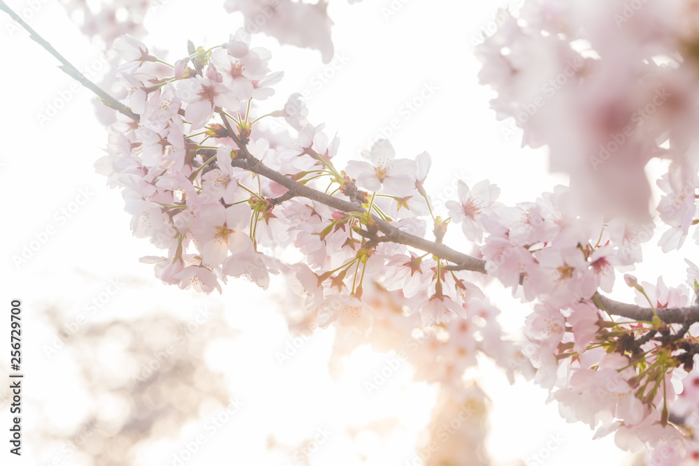 Pink sakura bloom in spring seasonq Pink sakura bloom in spring seasonq