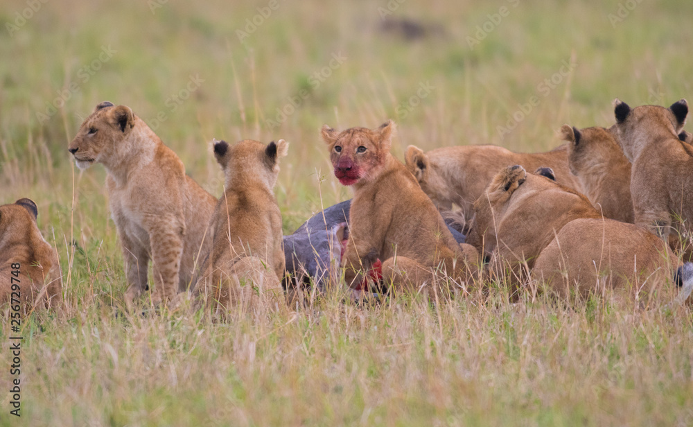 Lion cub with blood covered face