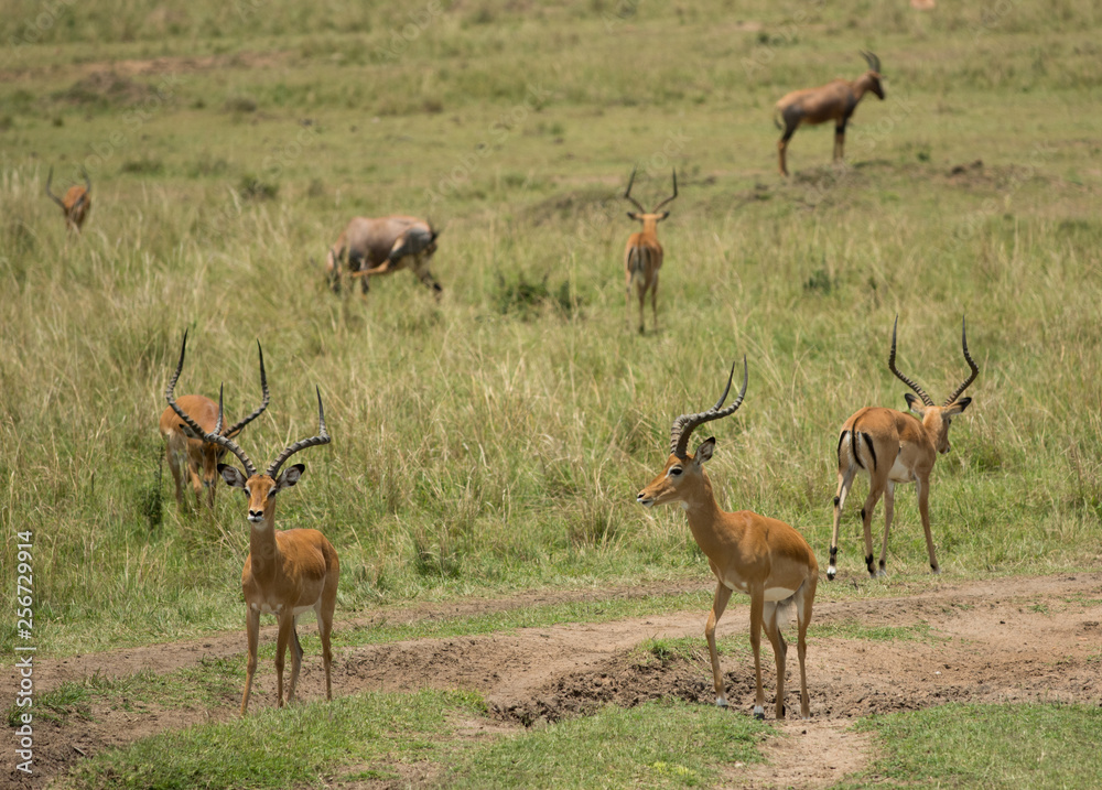 Naklejka premium Impala in Masai Mara Game Reserve