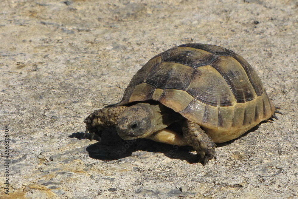 Obraz premium Turtle on the Beach