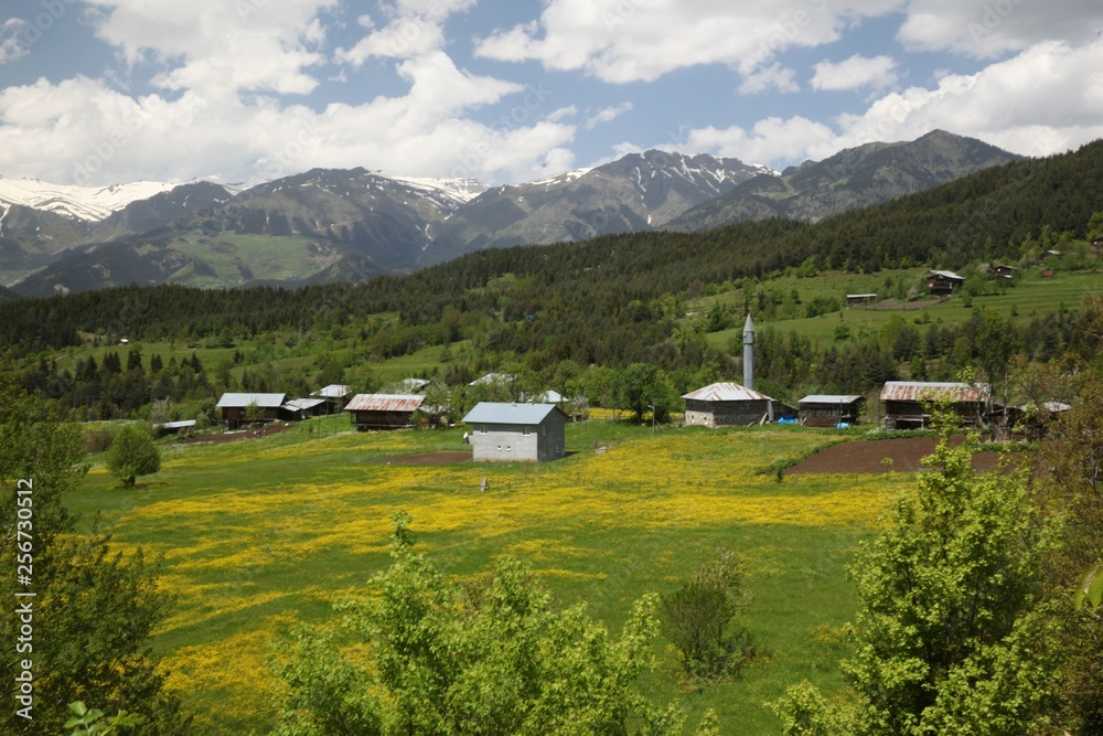 Beautiful Natural Greenery in village.savsat/artvin/turkey