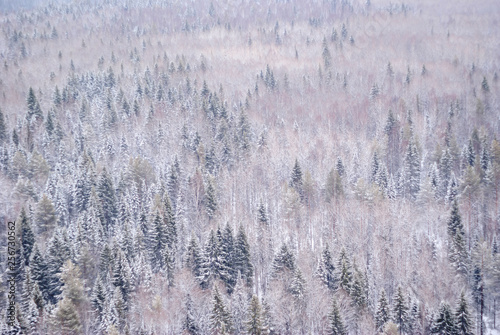 Vászonkép winter snowy forest with a bird's eye view
