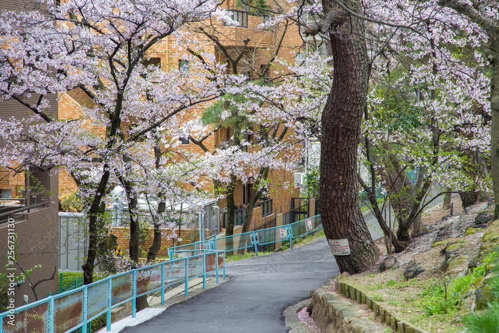 Naklejka premium Pink sakura cherry blossom full bloom in Tokyo