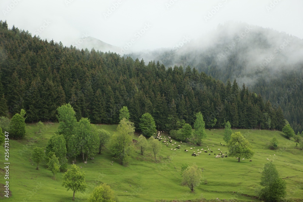 Beautiful Natural Greenery in village.savsat/artvin/turkey