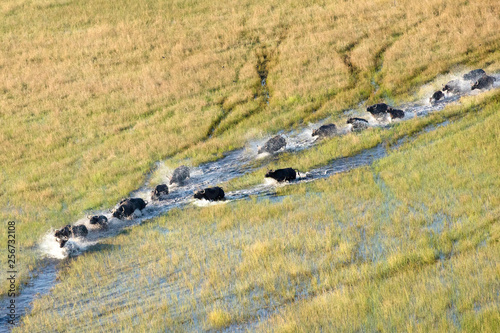 Buffalo herd in the Okavango Delta photo
