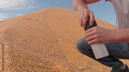 Determination of moisture content of grain yield in field conditions Corn