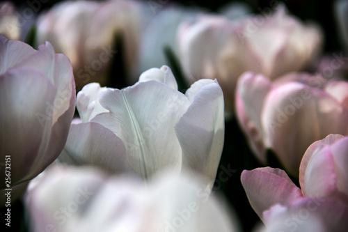 Tulpen in weiß und rosa