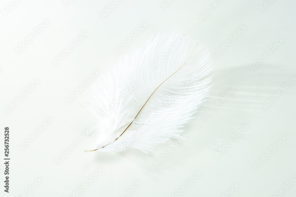 Obraz premium White feather
