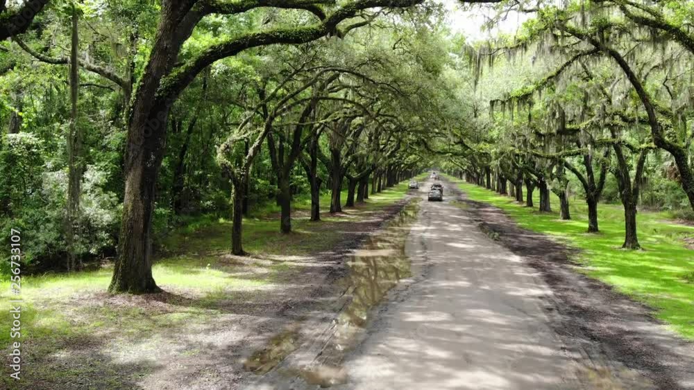 Wormsloe tree tunnel Wormsloe tree tunnel