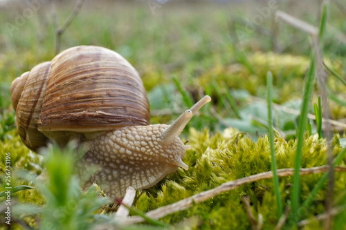 Insekt - Weinbergschnecke photo