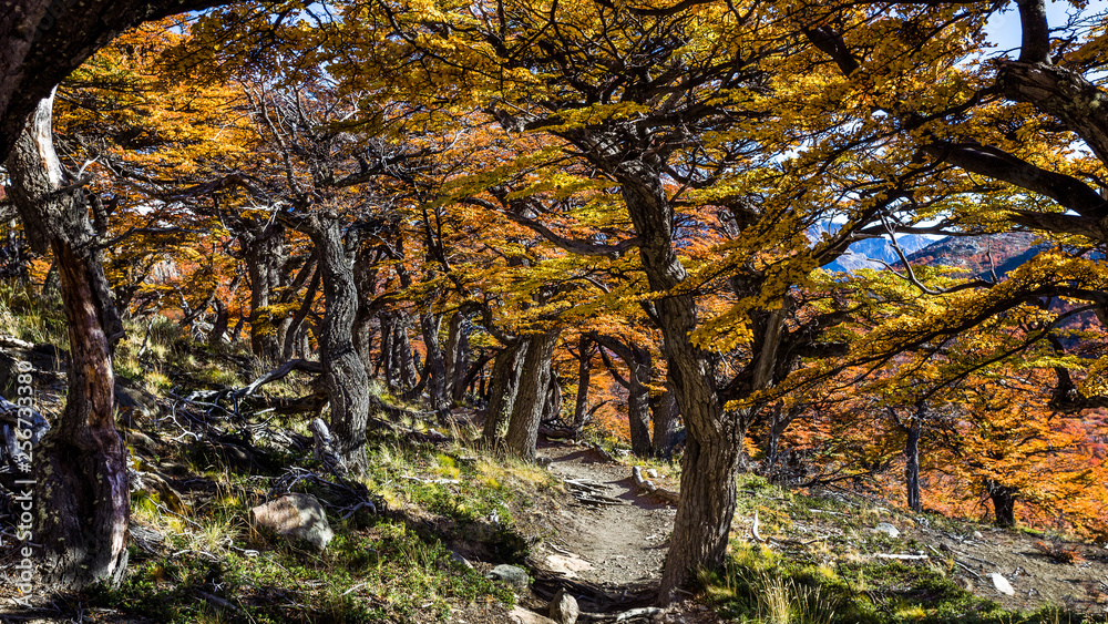 Patagonia Tree