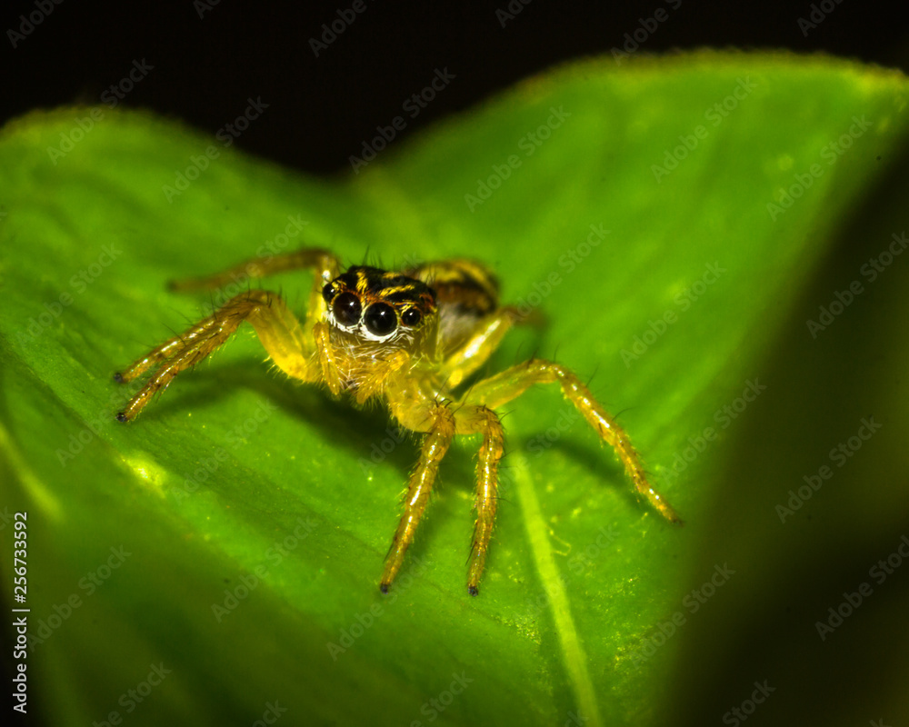 aranha aranha