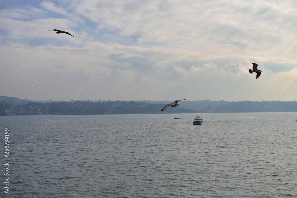 Fototapeta premium blue sky and seagull in Istanbul Strait, ships and fishing boats.