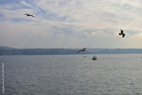 blue sky and seagull in Istanbul Strait, ships and fishing boats.