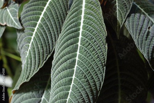 Thick juicy leaf of a large green plant © ironstuffy