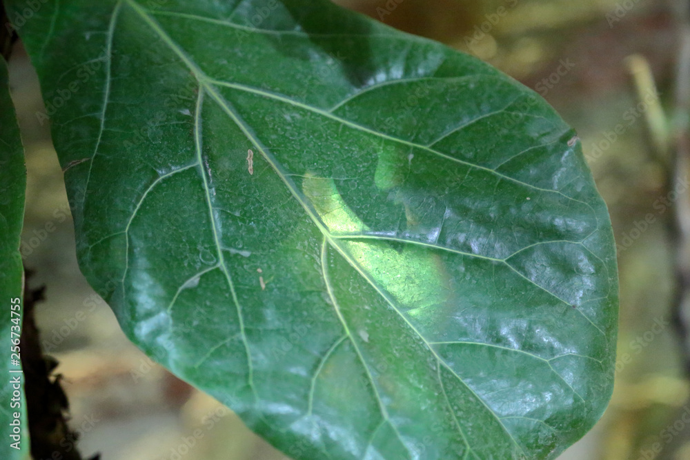 Thick juicy leaf of a large green plant Thick juicy leaf of a large green plant
