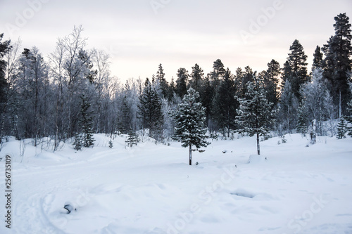 dawn in a snowy forest tundra trees in the snow frost nobody landscape