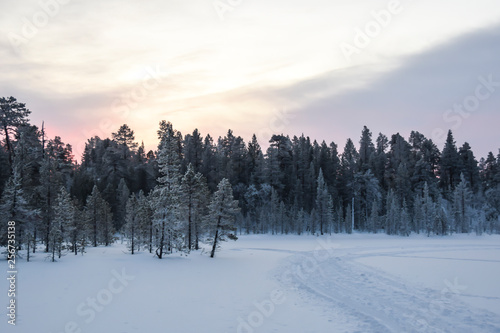 dawn in a snowy forest tundra trees in the snow frost nobody landscape