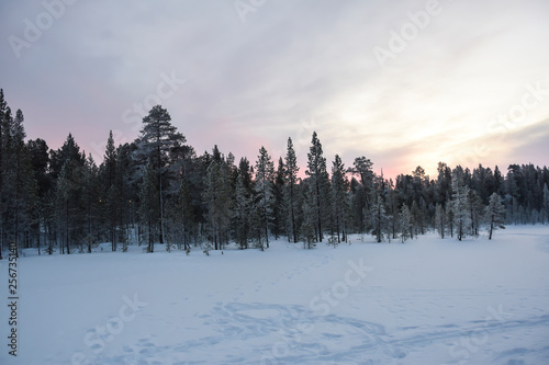 dawn in a snowy forest tundra trees in the snow frost nobody landscape © yalo173