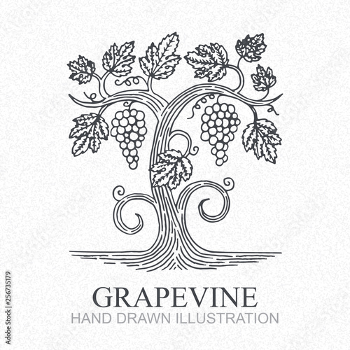 Grape vine. Vineyard engraving style hand drawn vector illustration. Grape and vine logo. photo