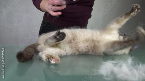 Removing  white cat's undercoat fur using furminator. Grooming service. 4K photo