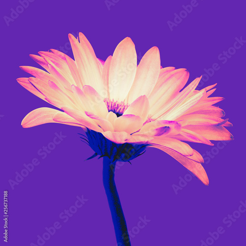 Trendy colored bright orange gerbera flower isolated on a purple background with clipping path. Closeup. Vaporwave, retrovawe, neon colors photo