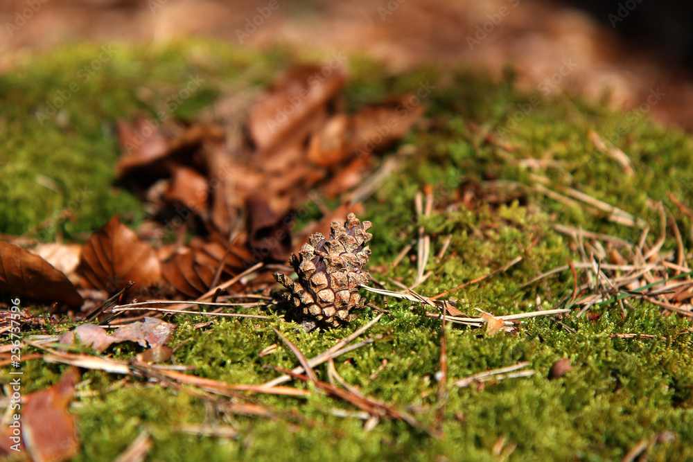 Moos Fläche Boden im Wald Nadeln Blätter Zapfen Close Moos Fläche Boden im Wald Nadeln Blätter Zapfen Close
