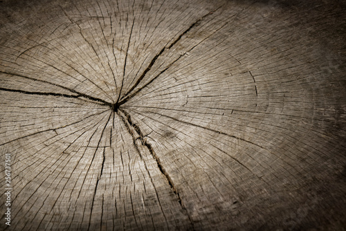 Closeup macro of end cut of wood tree section with cracks and annual rings. Dark flat cracked rough piece of wood.