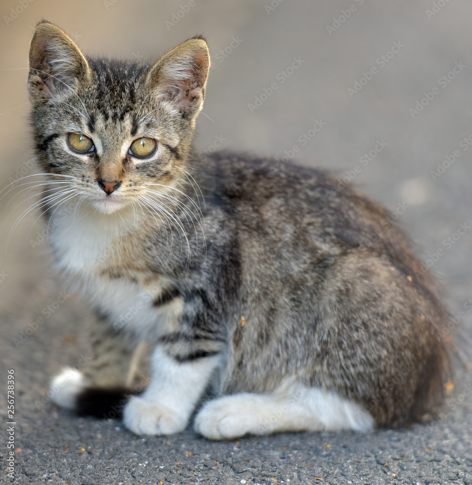 little kitten on the street, homeless kitten