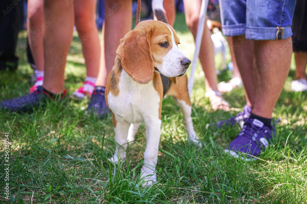 Cute Beagle puppy standing on green grass on the dog show