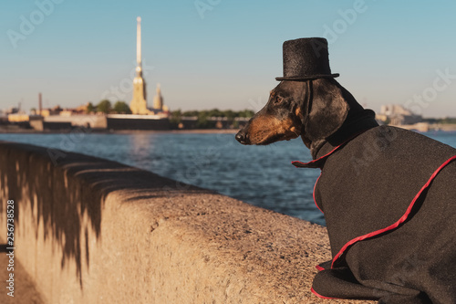 A cute dog of dachshund breed, black and tan, dressed in a suit and a top hat, on a walk on the embankment of St. Petersburg, Russia against the Peter and Paul Fortress