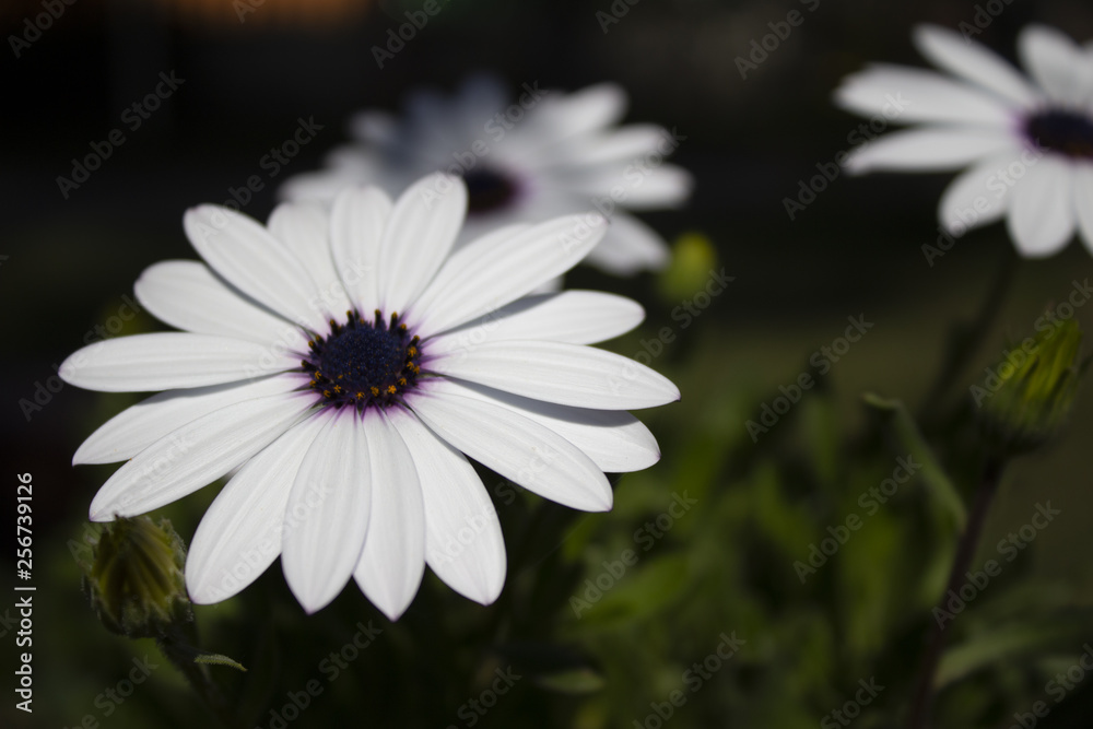 white flower on green background white flower on green background