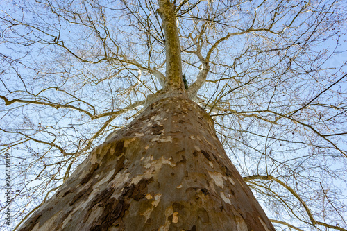Close-up view of old and big tree, from down to treetop without leaves.