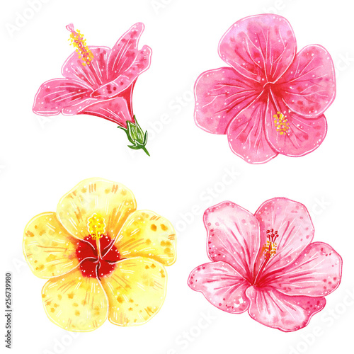Hand drawn watercolor set of various Hibiscus flowers, tropical and home plants, isolated on white © Victoria Ki