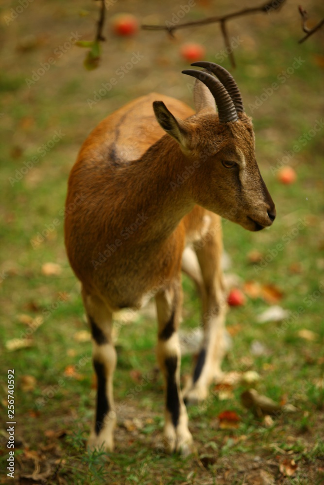 wild mountain goat.artvin/savsat 