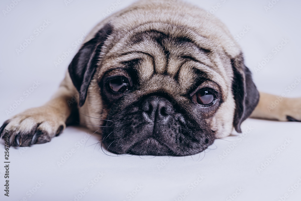 Funny Pug Puppy on white background. portrait of a cute pug dog with big sad eyes and a questioning look on a white background, Beige pug with huge eyes on a white background