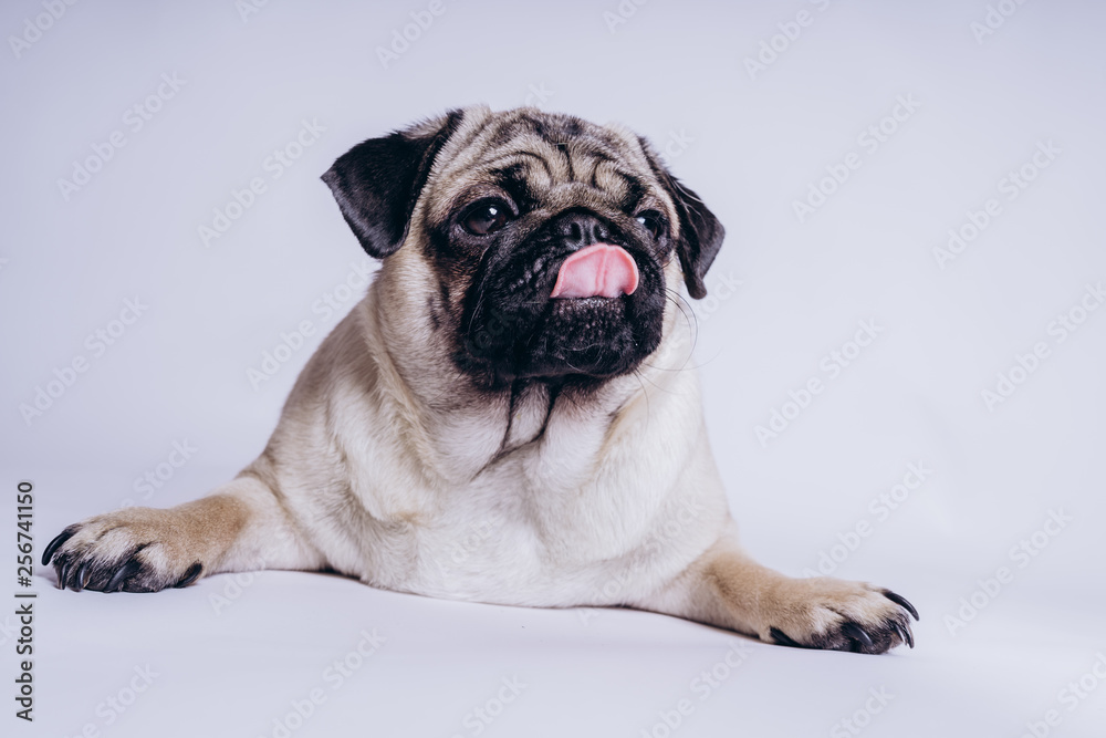 Funny pug puppy, on white background. Dog shows language