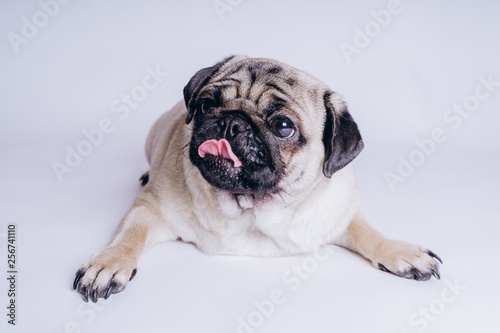 Funny pug puppy, on white background. Dog shows language © Anton Dios