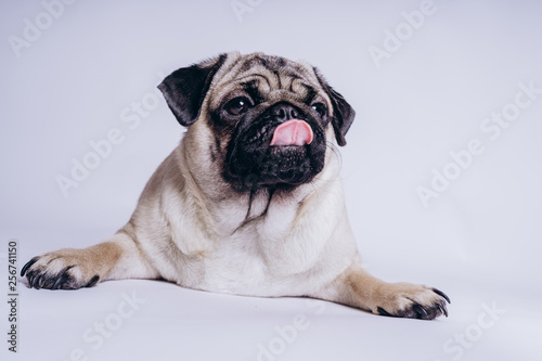 Funny pug puppy, on white background. Dog shows language © Anton Dios