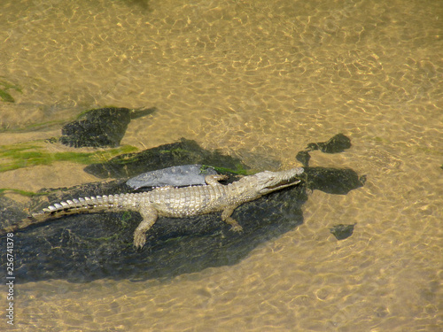 African Crocodile (Crocodylus niloticus)