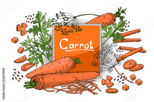 Vegetable vector sketch. A set of carrots.