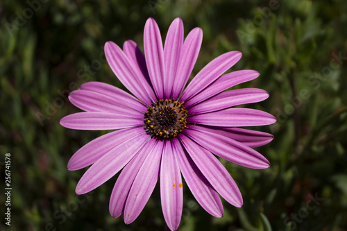 pink cosmos flower