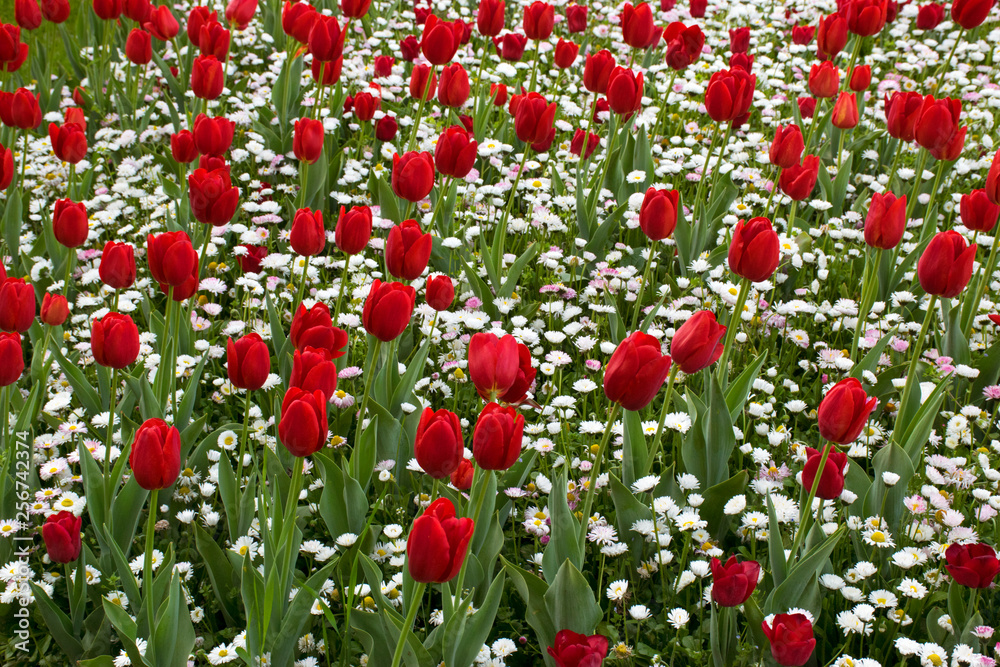 Red Tulips with white flowers on filed
